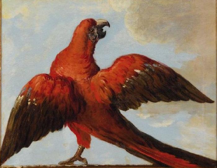 Jean Baptiste Oudry Parrot with Open Wings France oil painting art